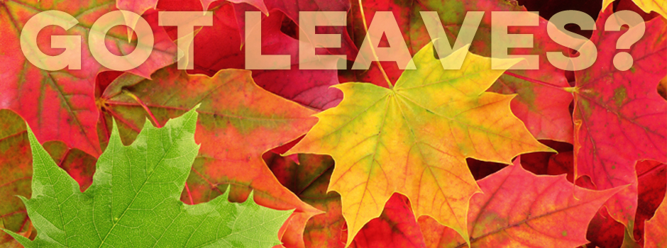 Leaf Collection Schedule