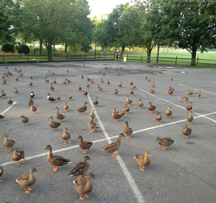 Over population of ducks