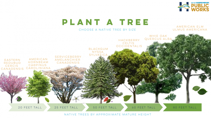 Plant a Tree growth graphic