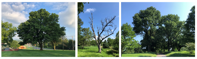 Ash Trees from Ralph Sampson Hillandale and Purcell Parks