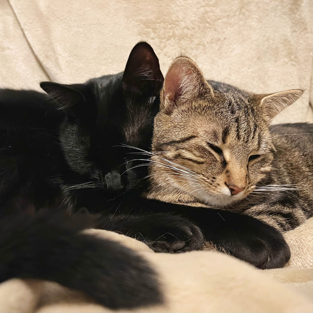 Cats cuddling