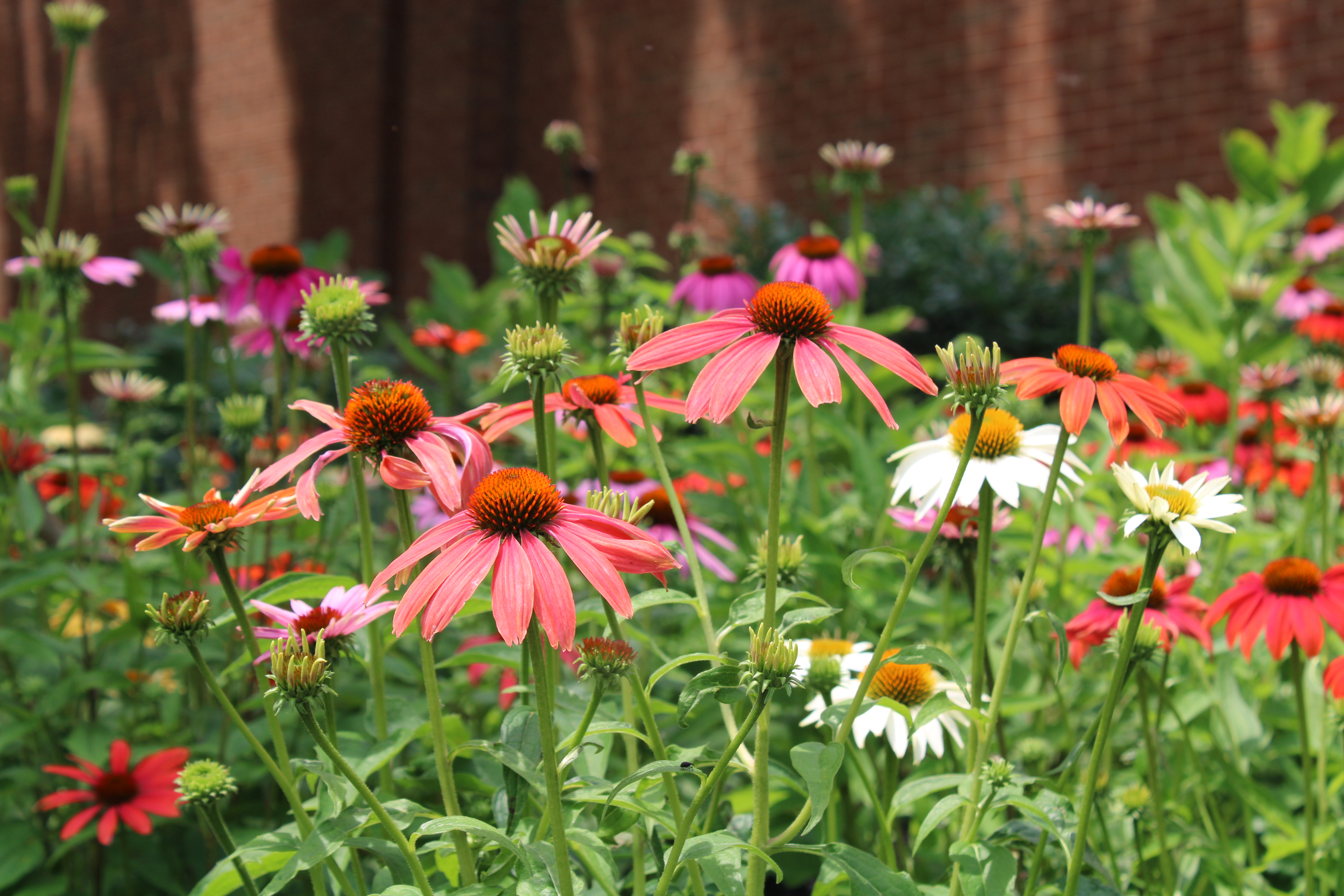 Coneflowers in bloom.