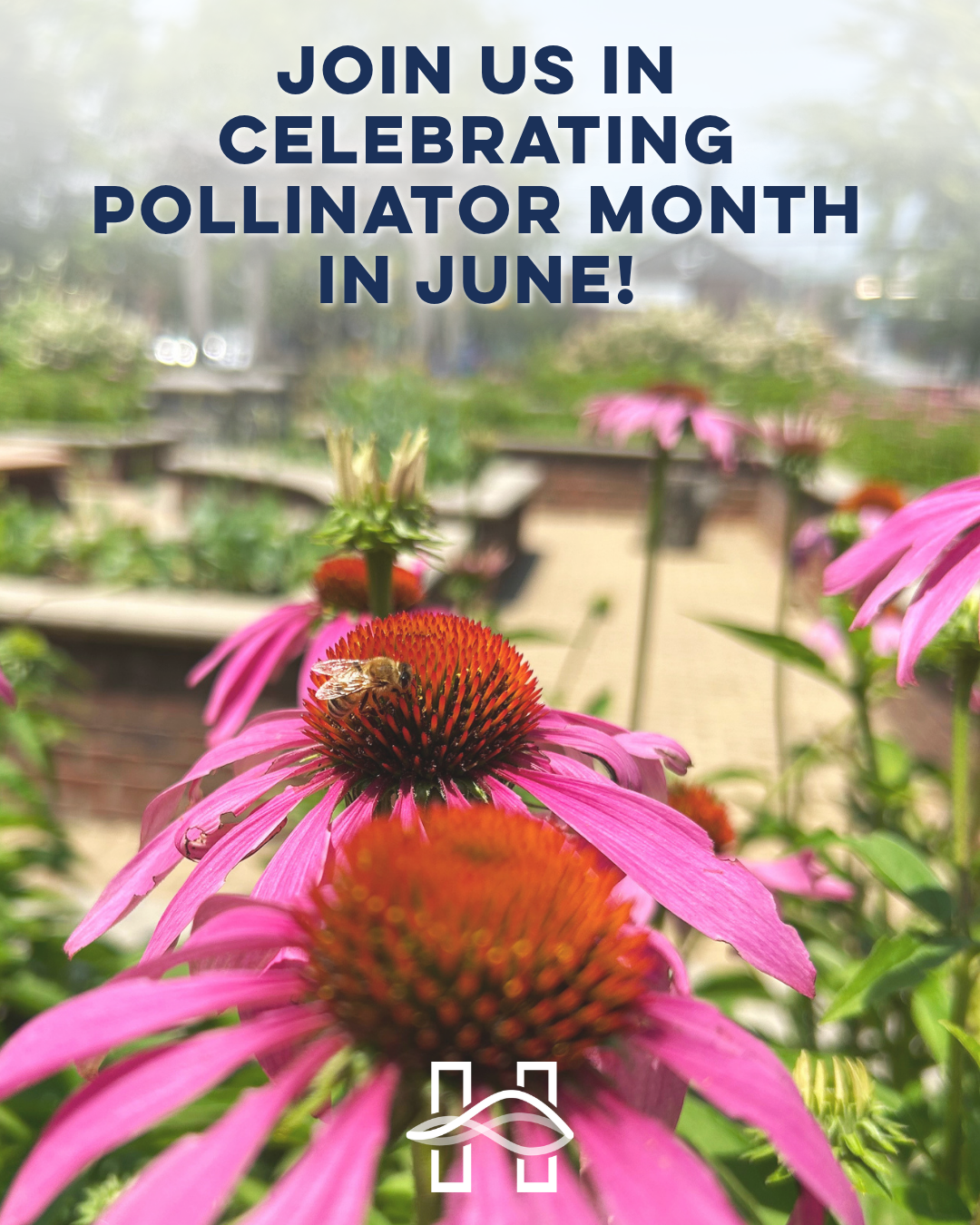 Text that reads "Join us in celebrating Pollinator Month in June" over bee on coneflower.